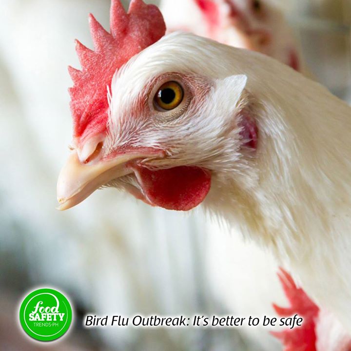 Bird Flu Outbreak: It’s better to be safe